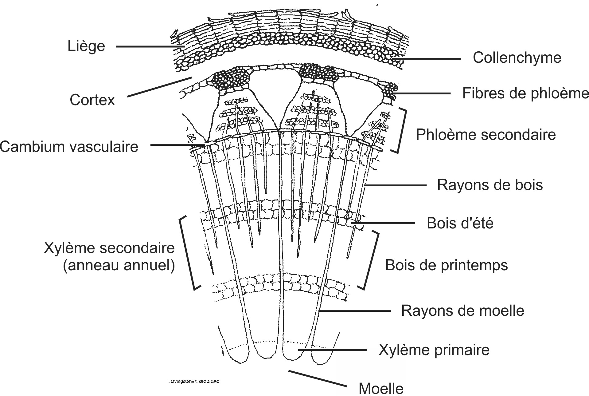 tili002b-FR.png