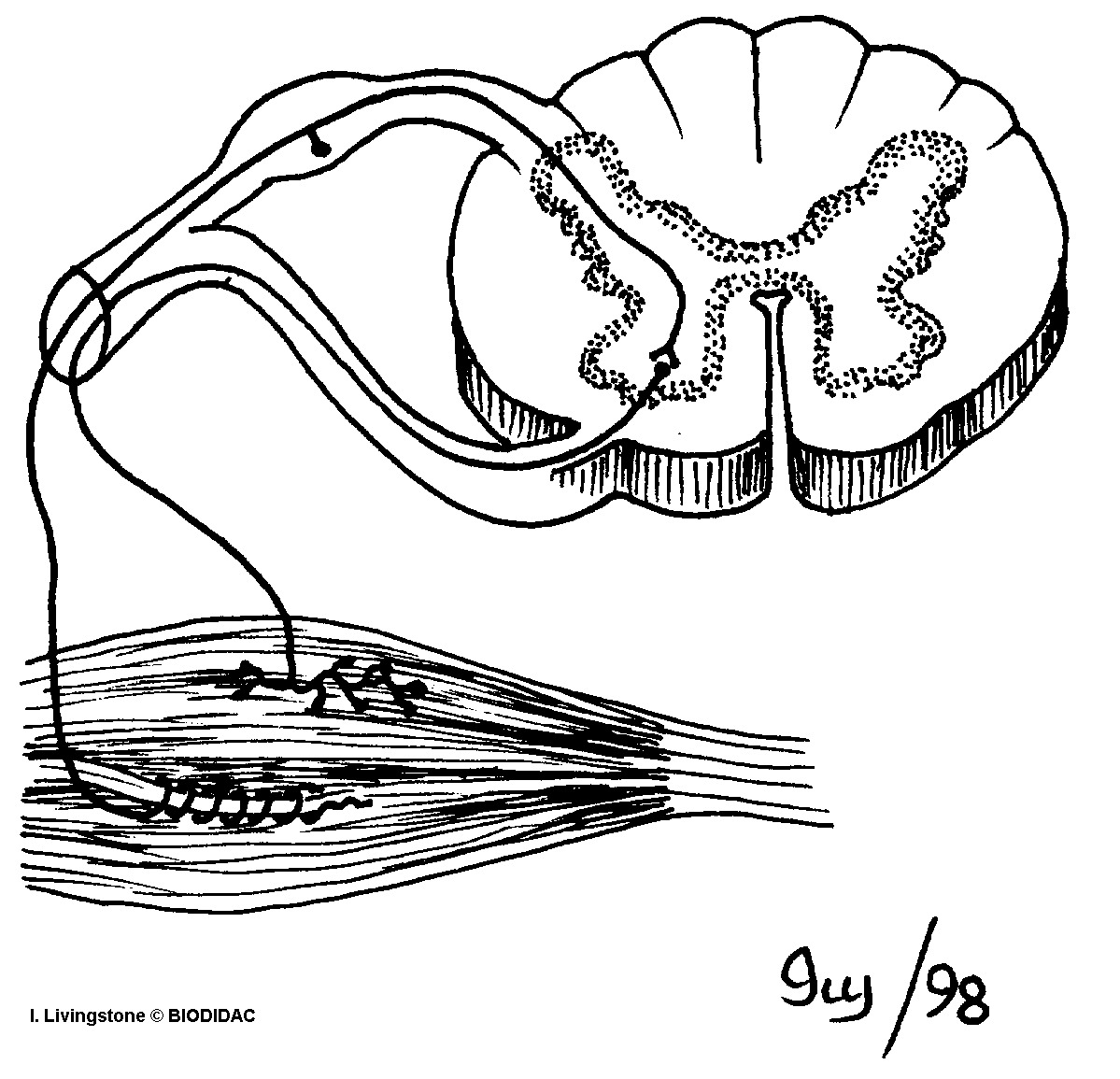 humn156b.gif