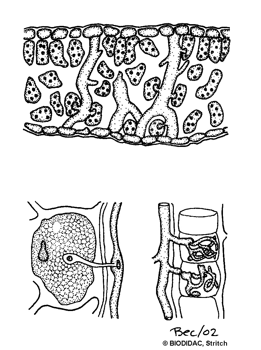 asco013b.gif