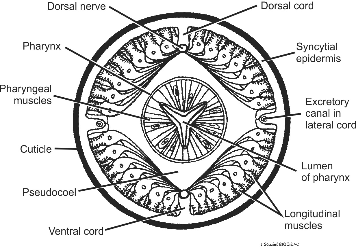 nema008b-EN.png nema008b-EN.png