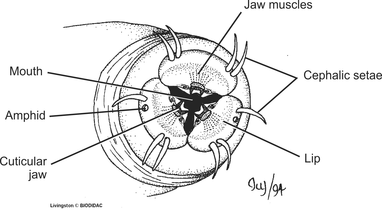 nema004b-EN.png nema004b-EN.png