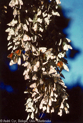 cyil5p1.gif cyil5p1.gif