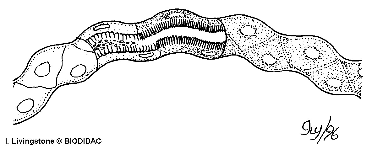 inse015b.gif inse015b.gif