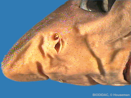 squa100p.jpeg squa100p.jpeg