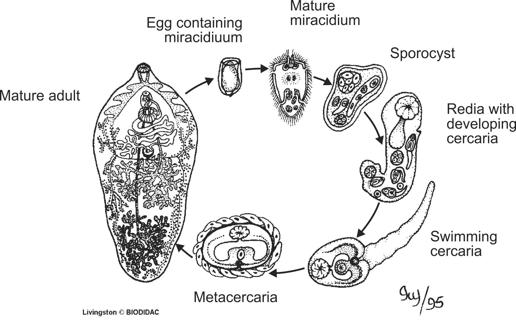 trem002b-EN.png trem002b-EN.png