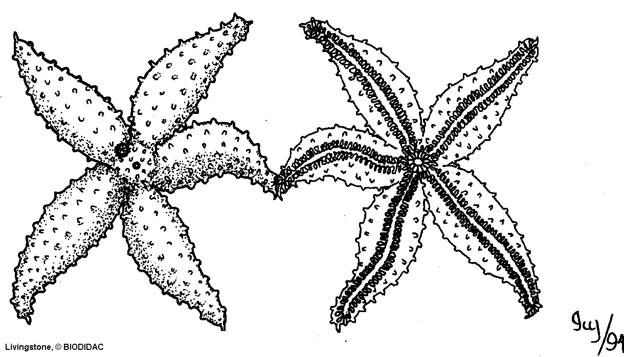 aste003b.gif aste003b.gif