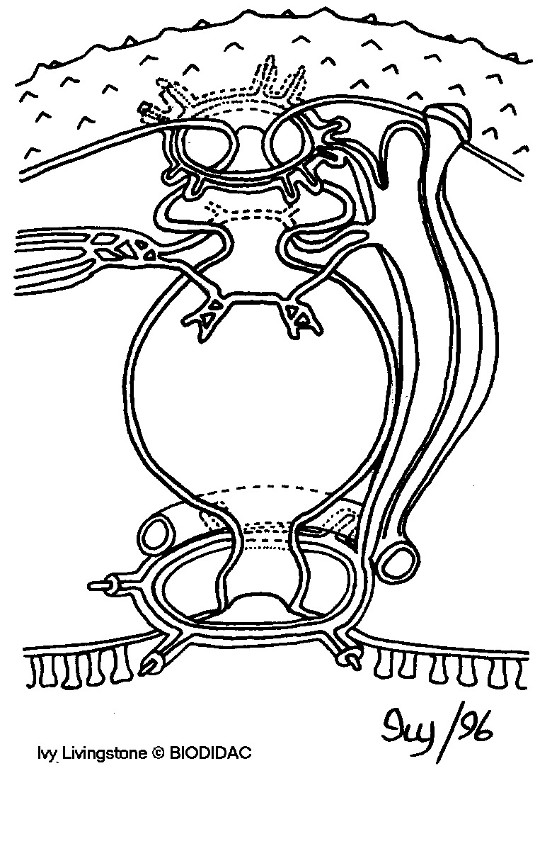 aste006b.gif aste006b.gif