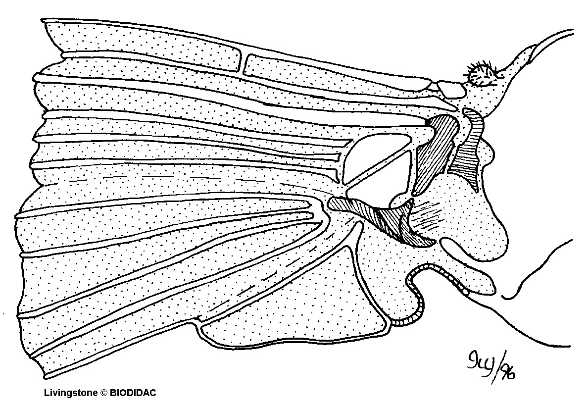 inse052b.gif inse052b.gif