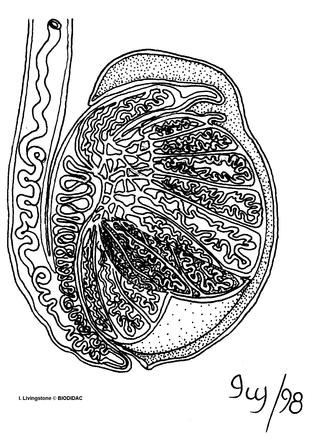 humn149b.gif