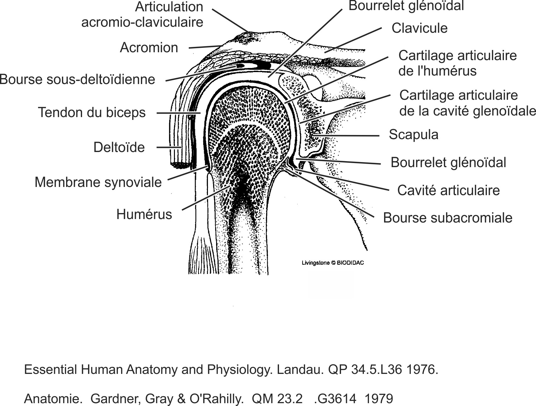 humn135b-FR.png