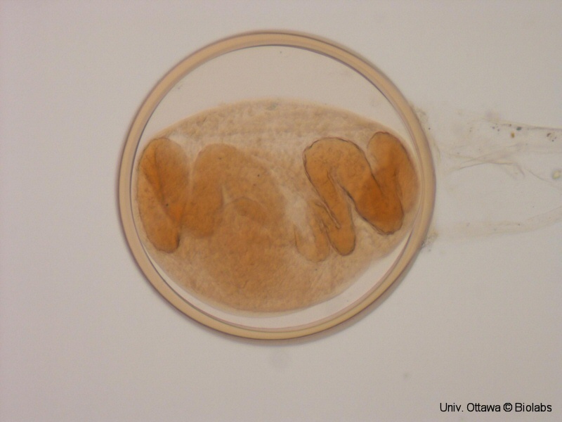 trem092p.jpg trem092p.jpg