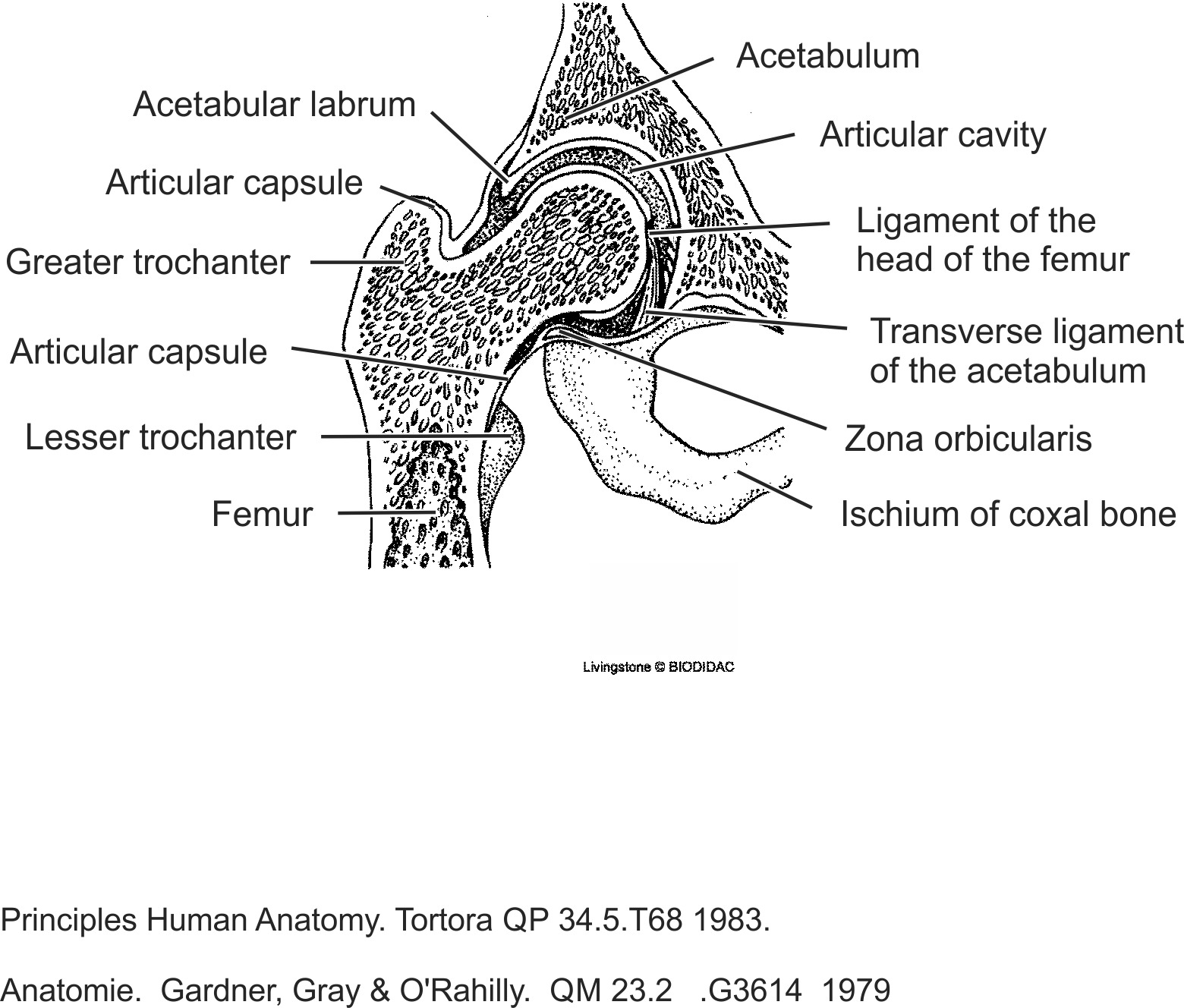 humn133b-EN.png