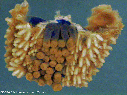 aste033p.gif aste033p.gif