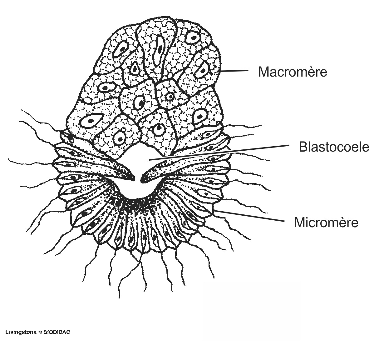 pori011b-FR.png pori011b-FR.png