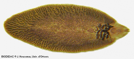 trem039p.jpeg trem039p.jpeg