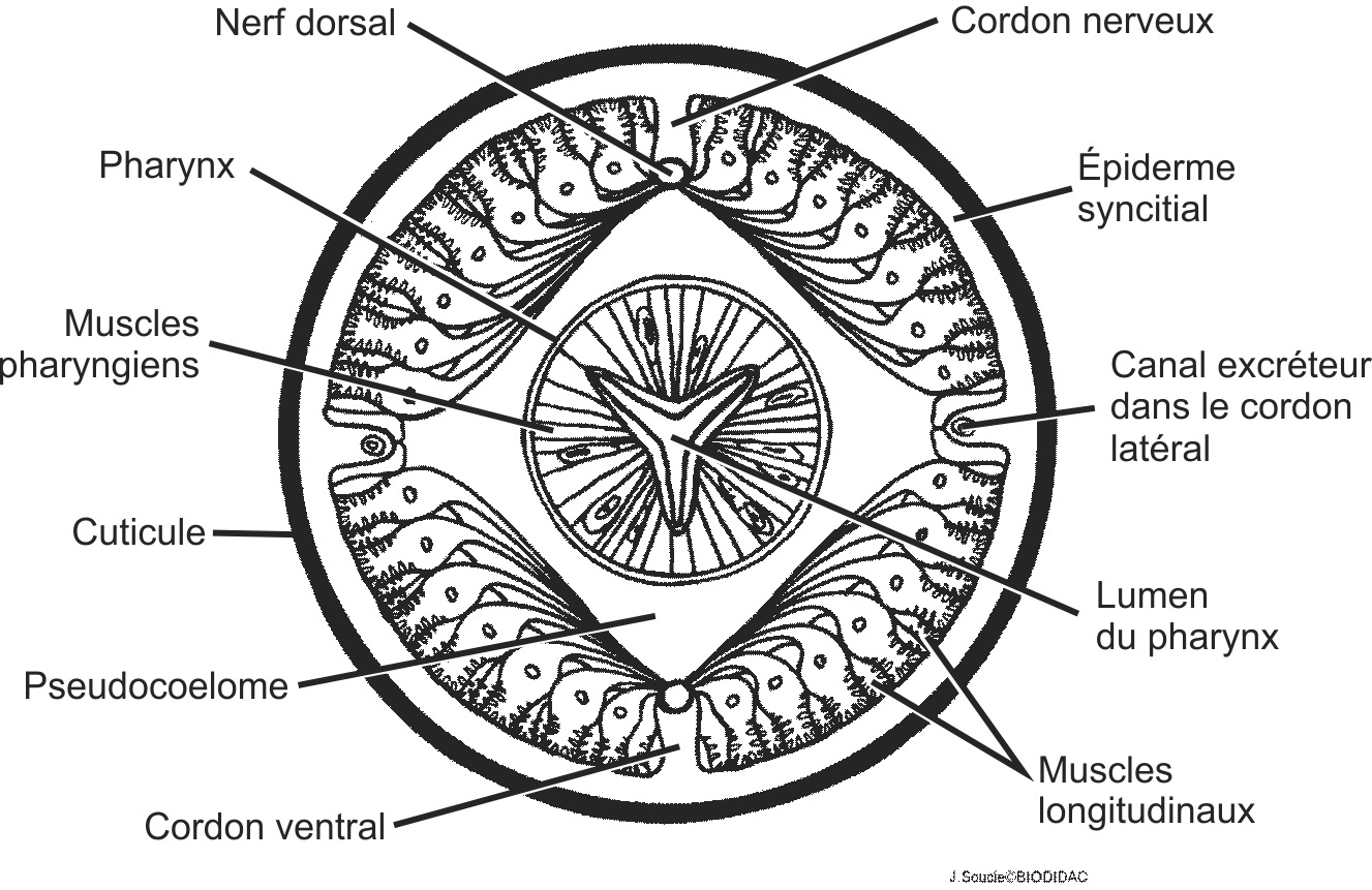 nema008b-FR.png nema008b-FR.png