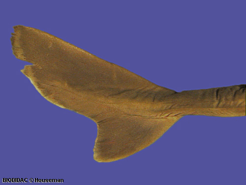 squa050p.jpeg squa050p.jpeg