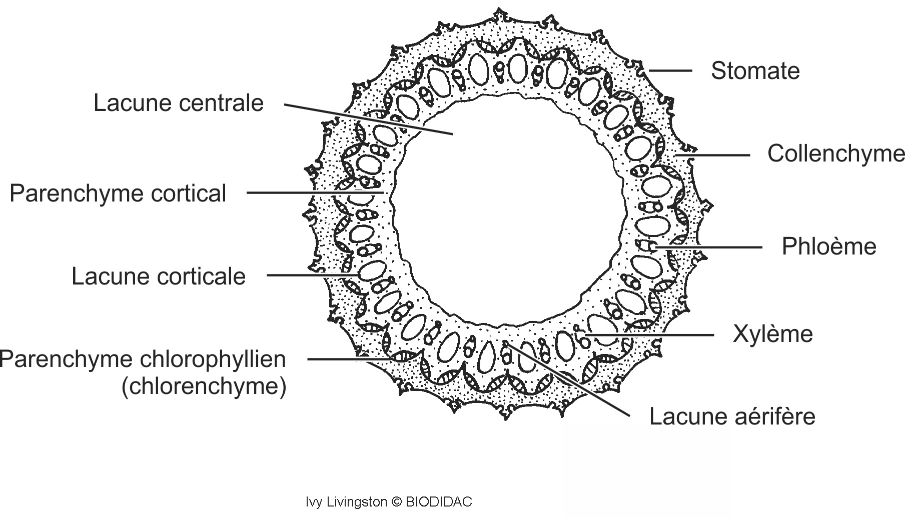 sphe003b-FR.png