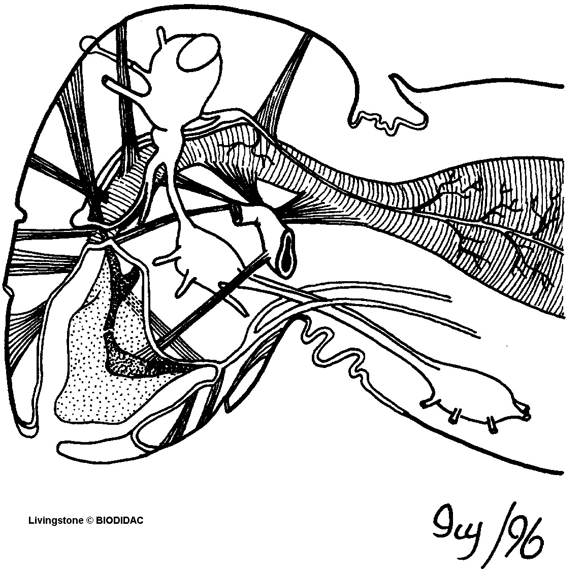 inse058b.gif inse058b.gif