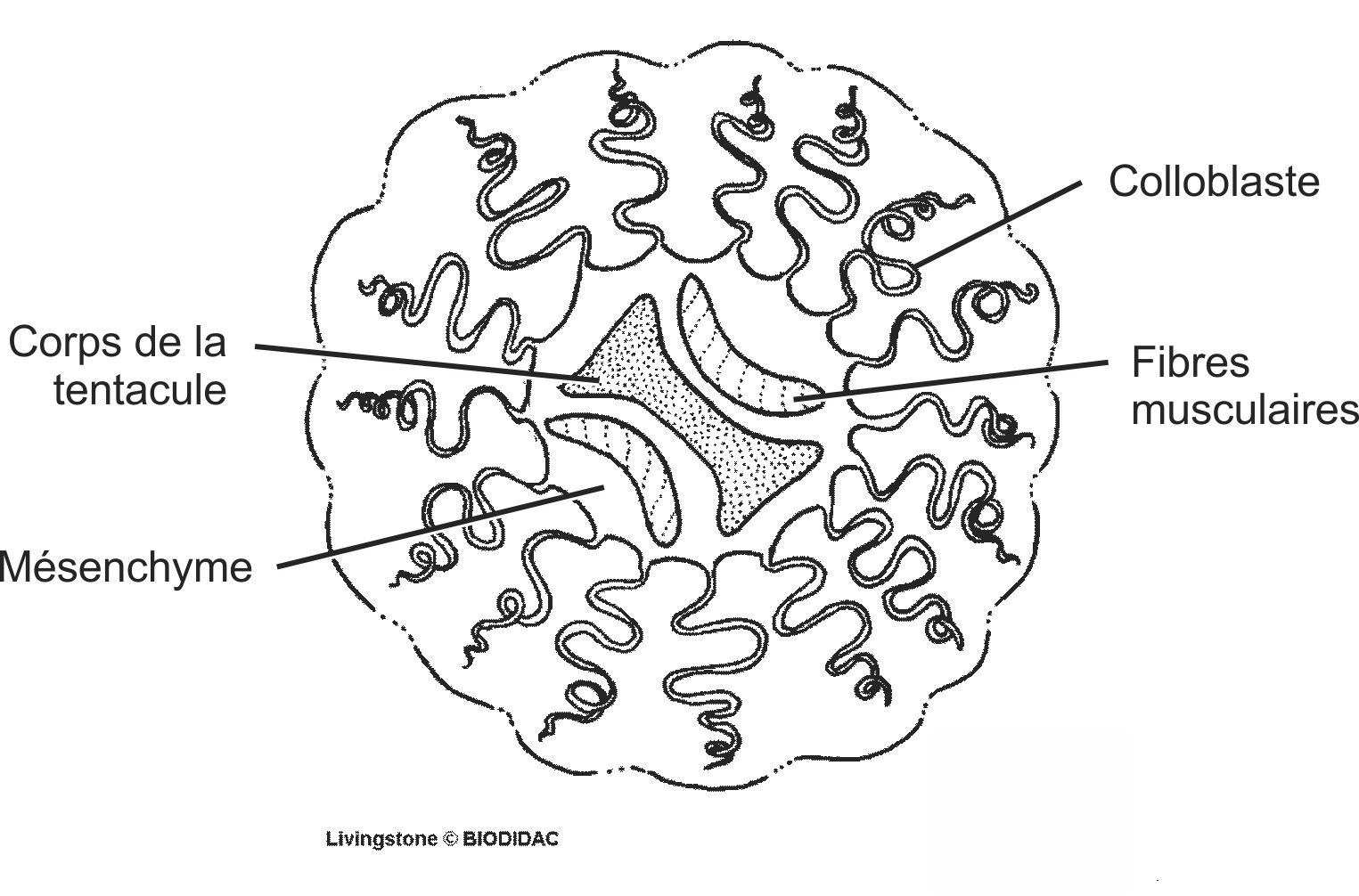 cten005b-FR.png cten005b-FR.png