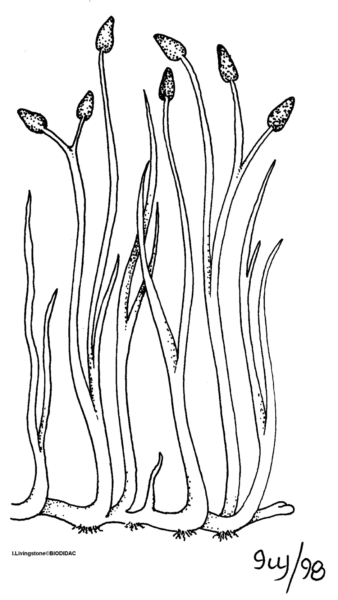 rhyn001b.gif rhyn001b.gif