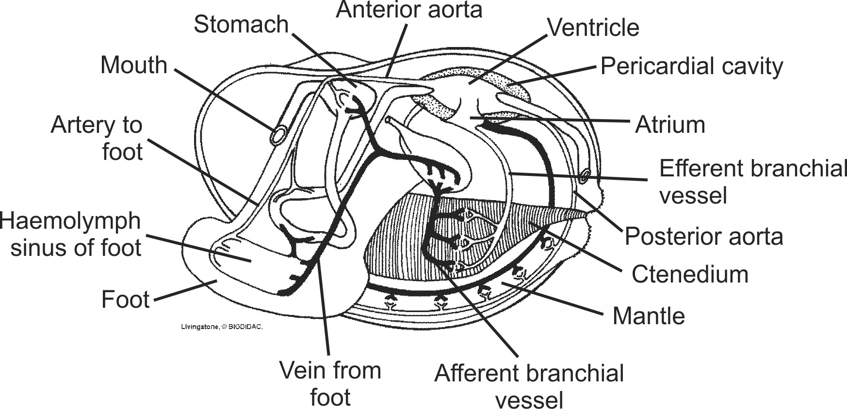 biva005b-EN.png