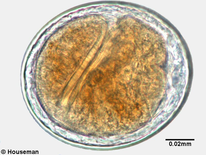 trem063p.jpg trem063p.jpg