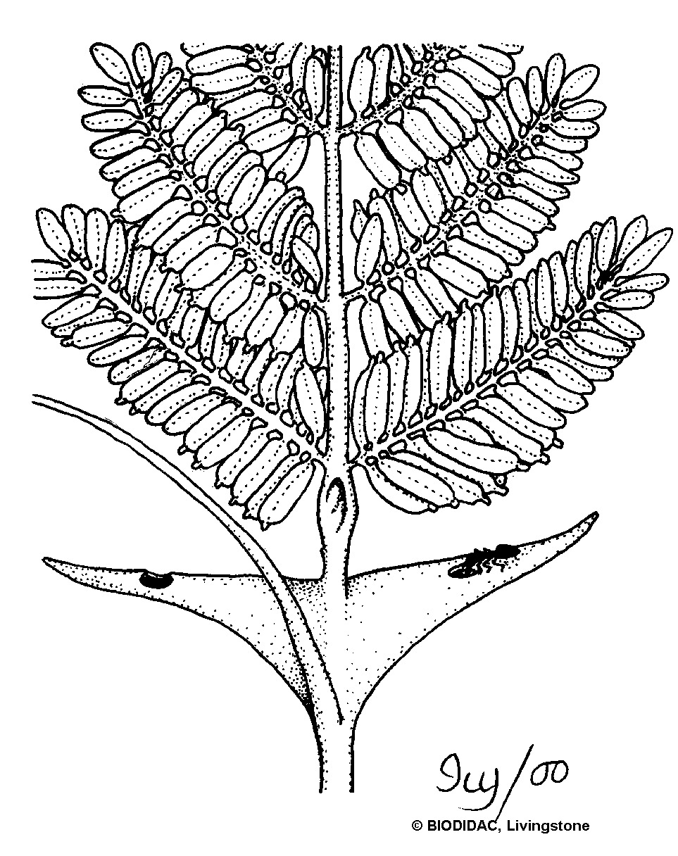 hyme012b.gif hyme012b.gif