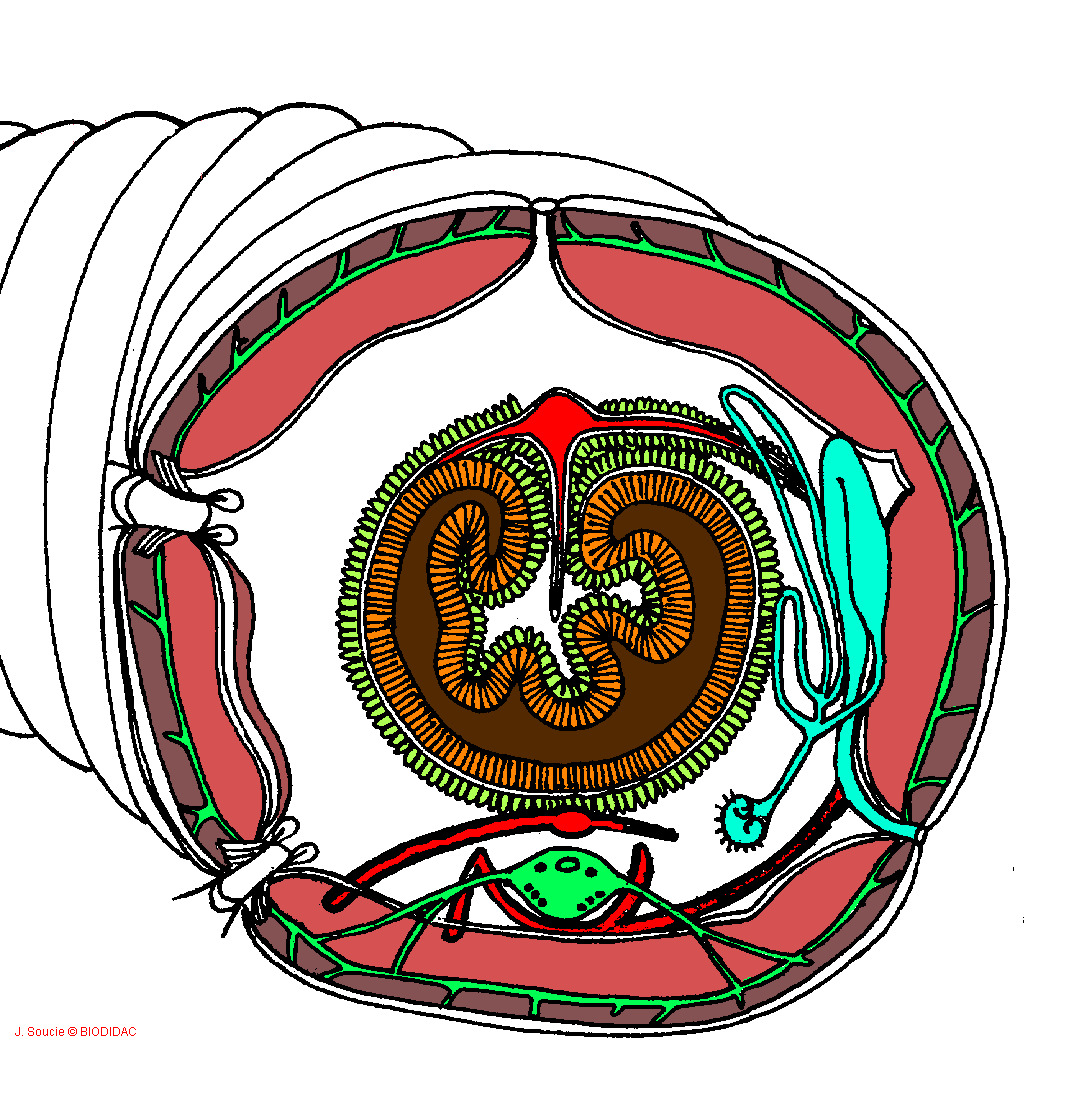 olig012c.gif