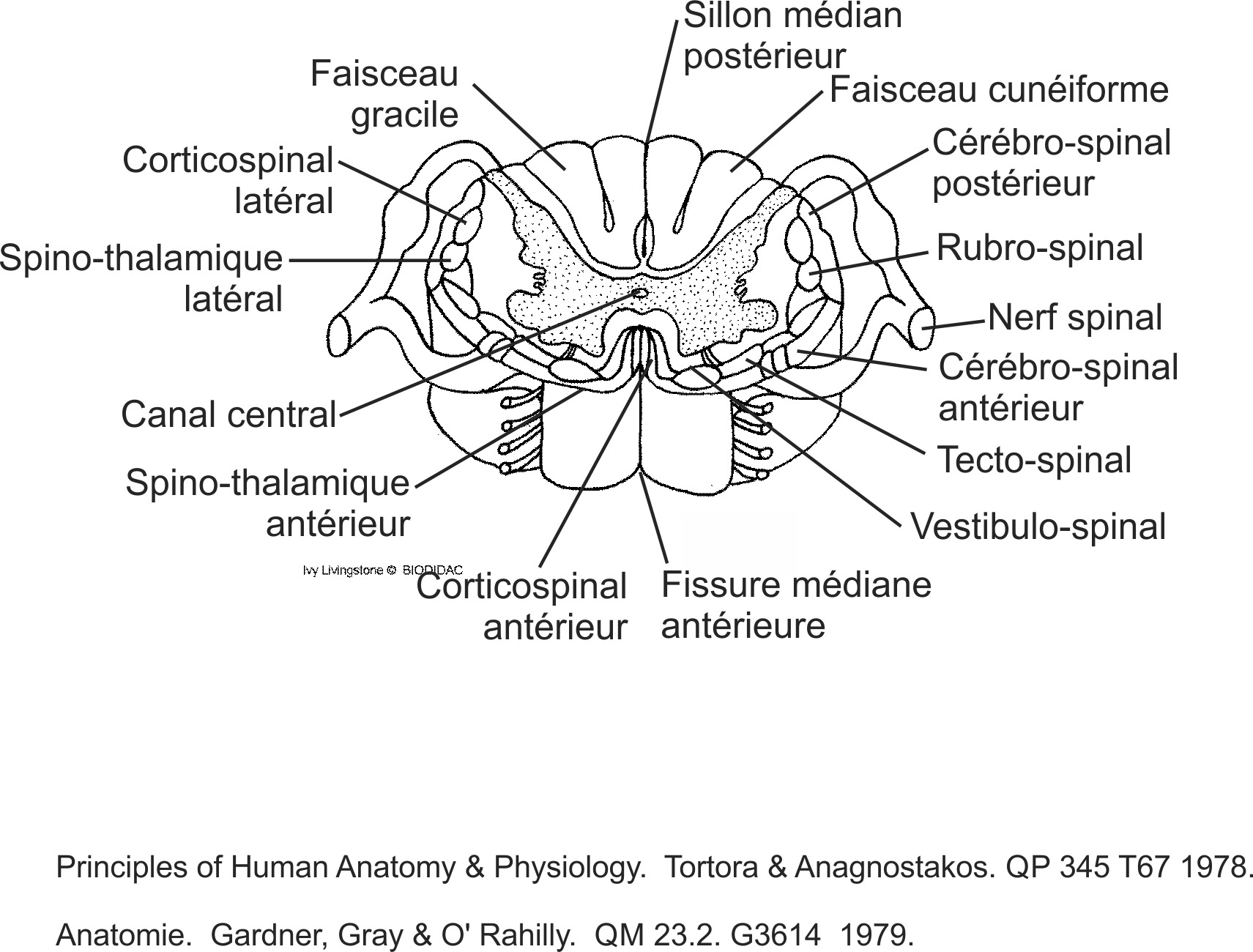 humn105b-FR.png