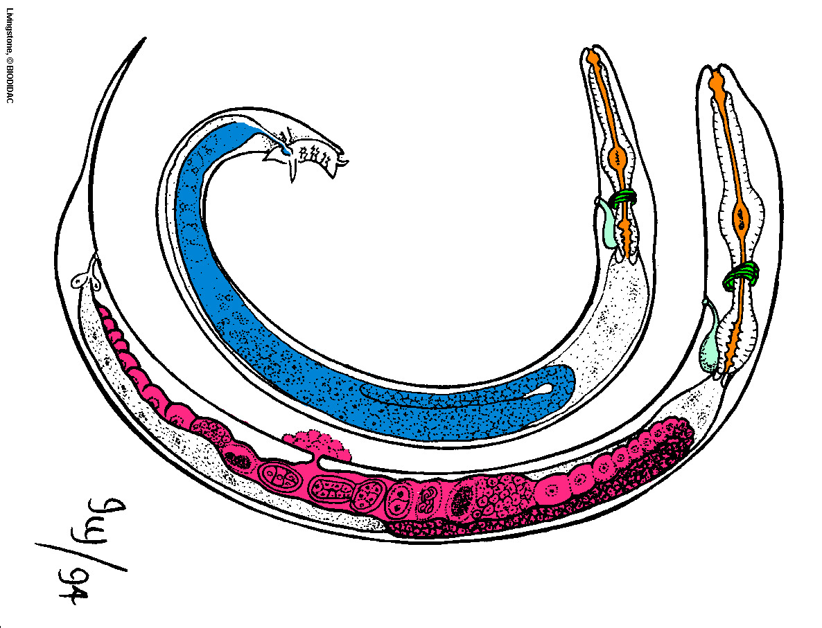 nema003c.gif nema003c.gif