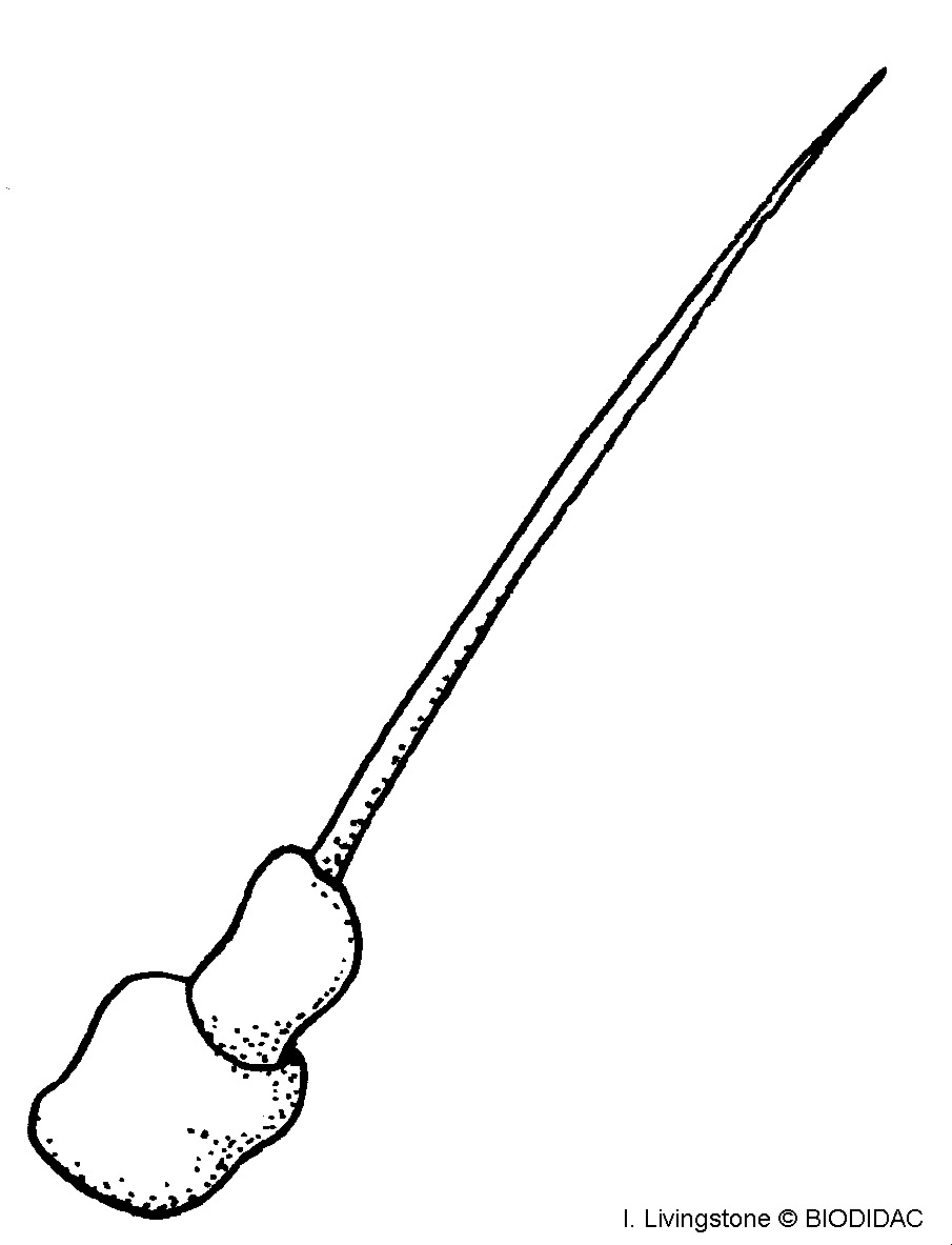 inse027b.gif inse027b.gif