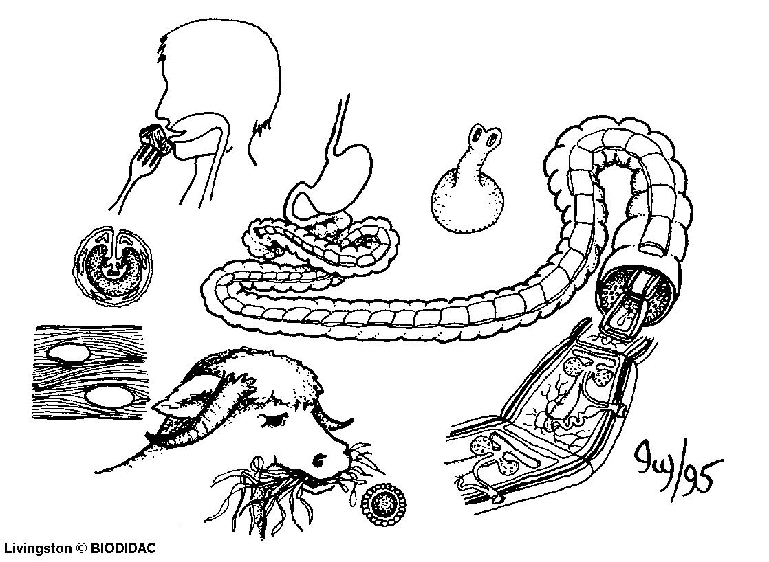 cest005b.gif cest005b.gif