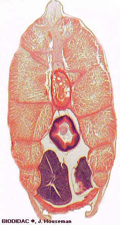 cepl020p.gif cepl020p.gif