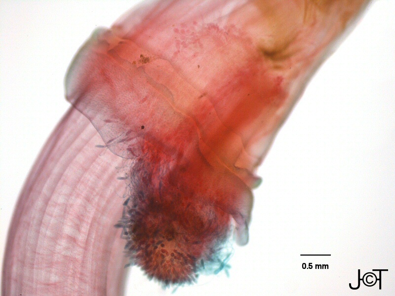 scap007p.jpg scap007p.jpg