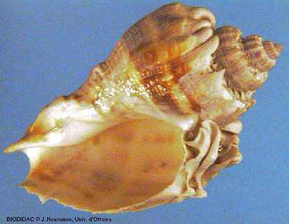 gast002p.jpeg gast002p.jpeg