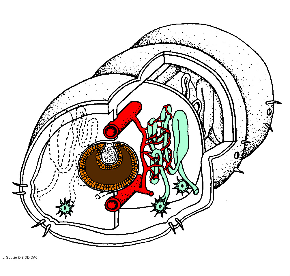 olig009c.gif