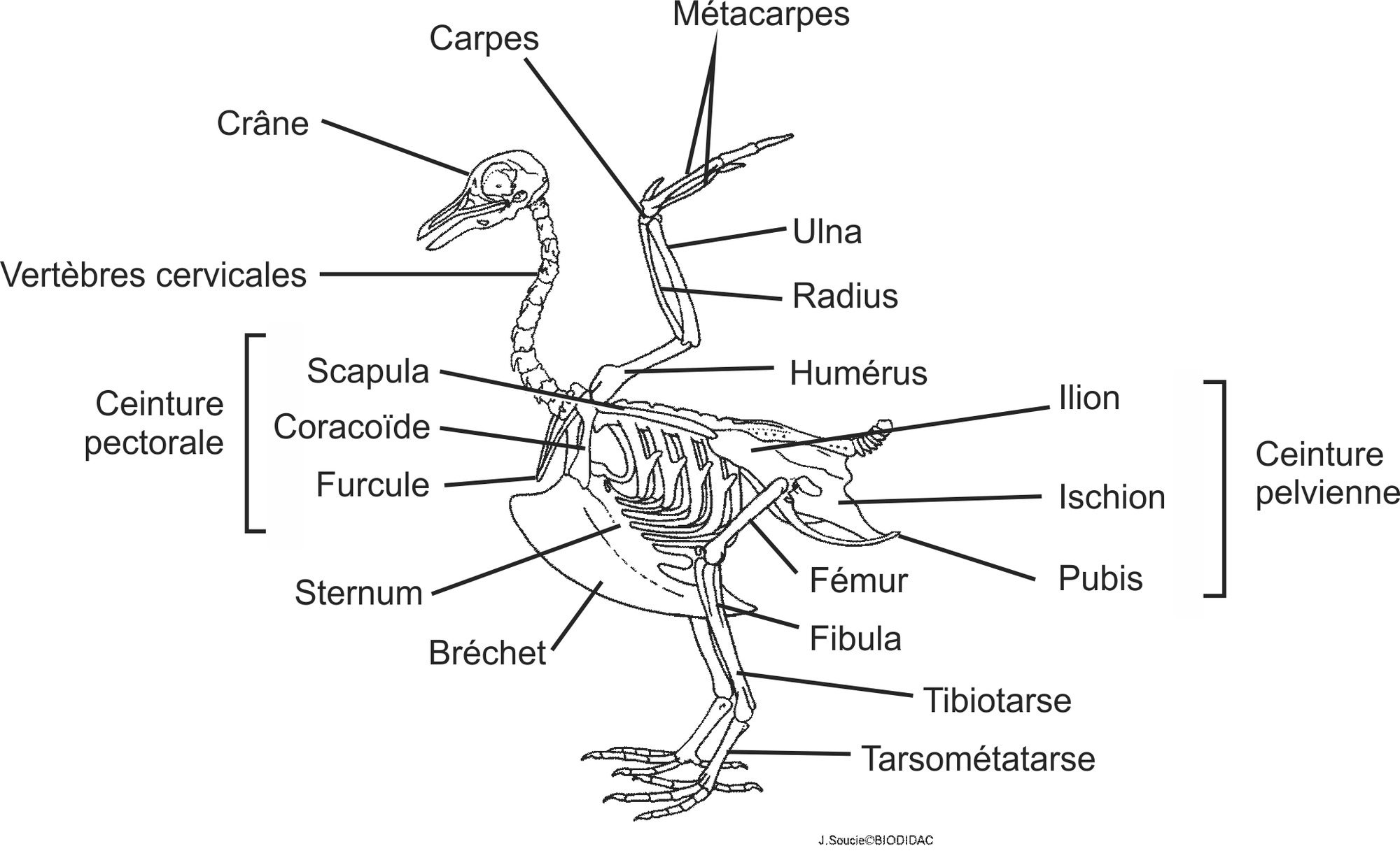 aves003b-FR.png