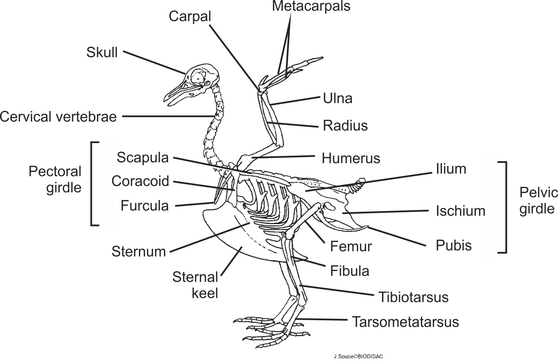 aves003b-EN.png