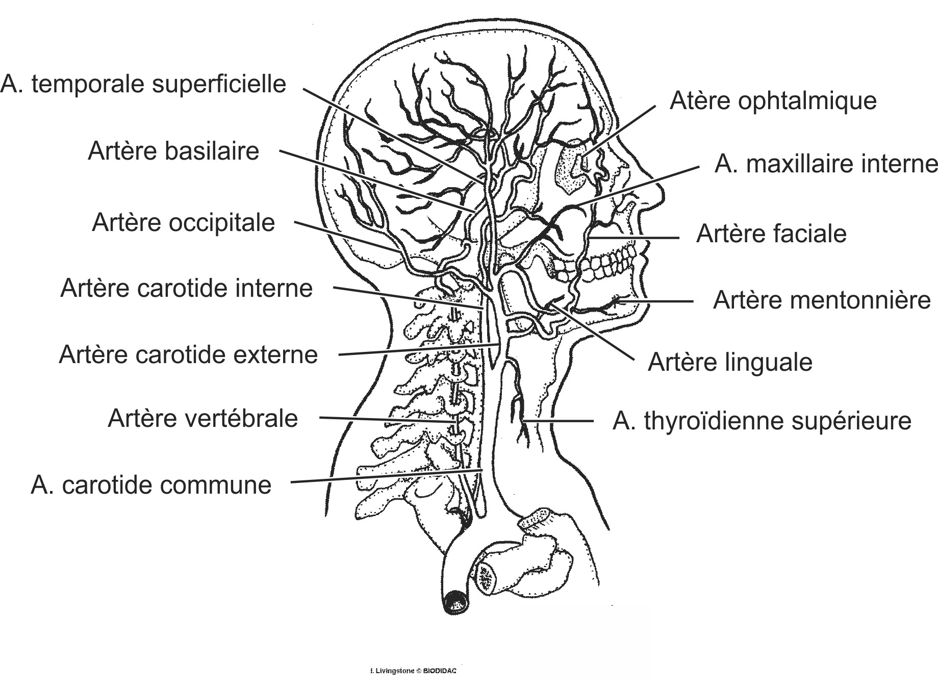 humn193b-FR.png