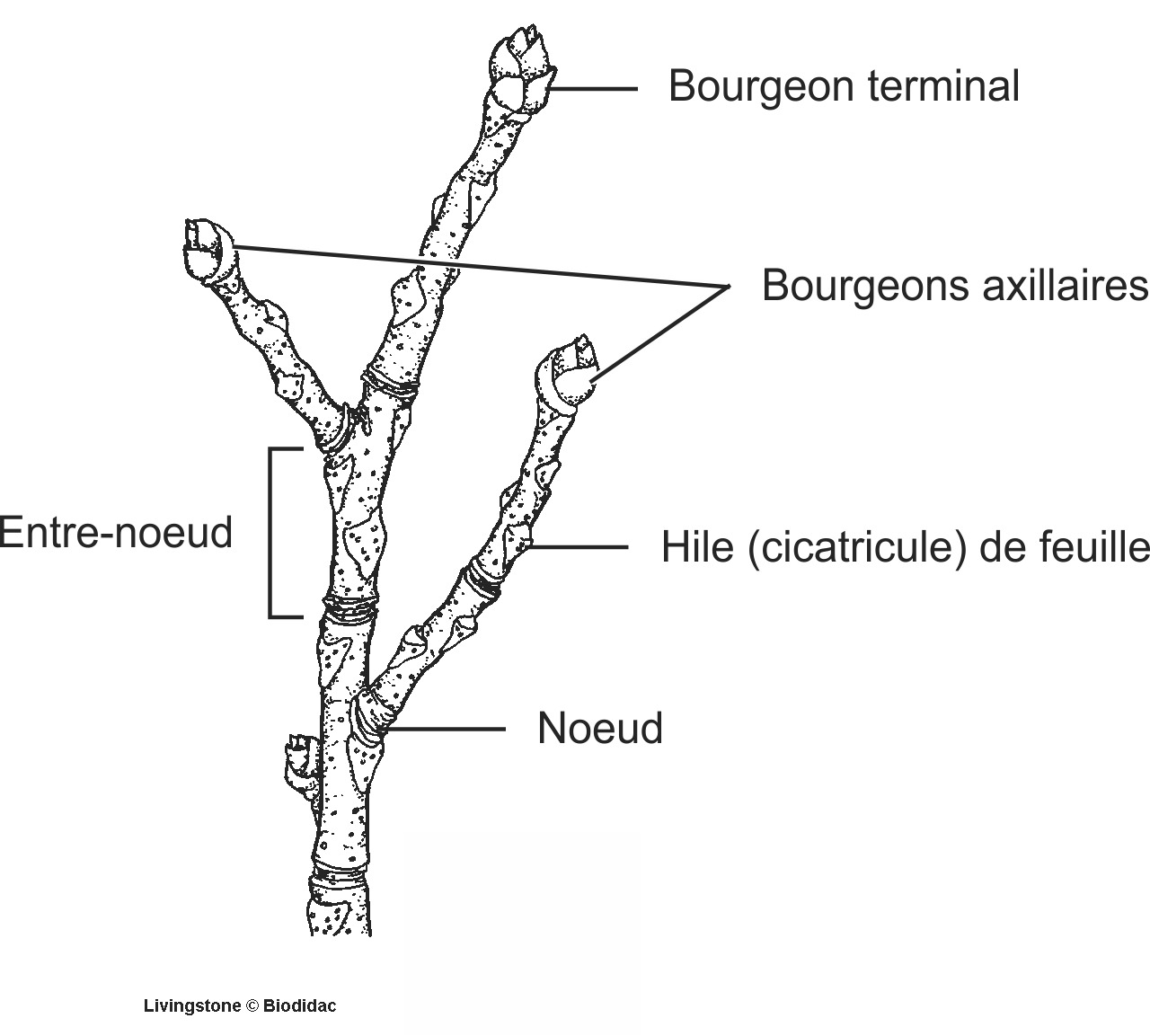 dico034b-FR.png dico034b-FR.png