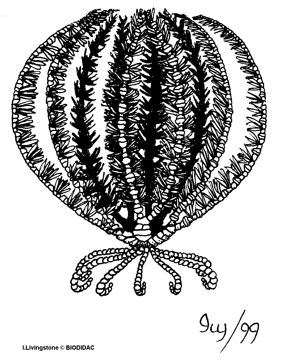 crin006b.gif crin006b.gif