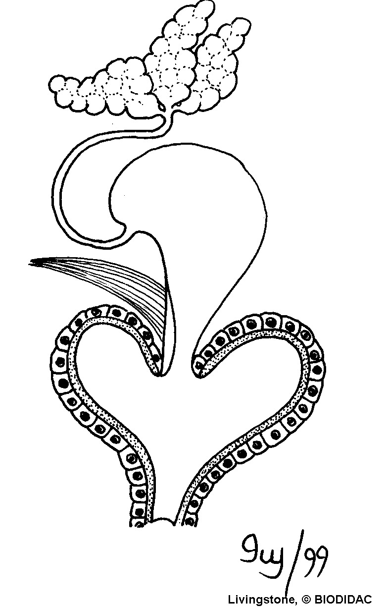 cole003b.gif cole003b.gif