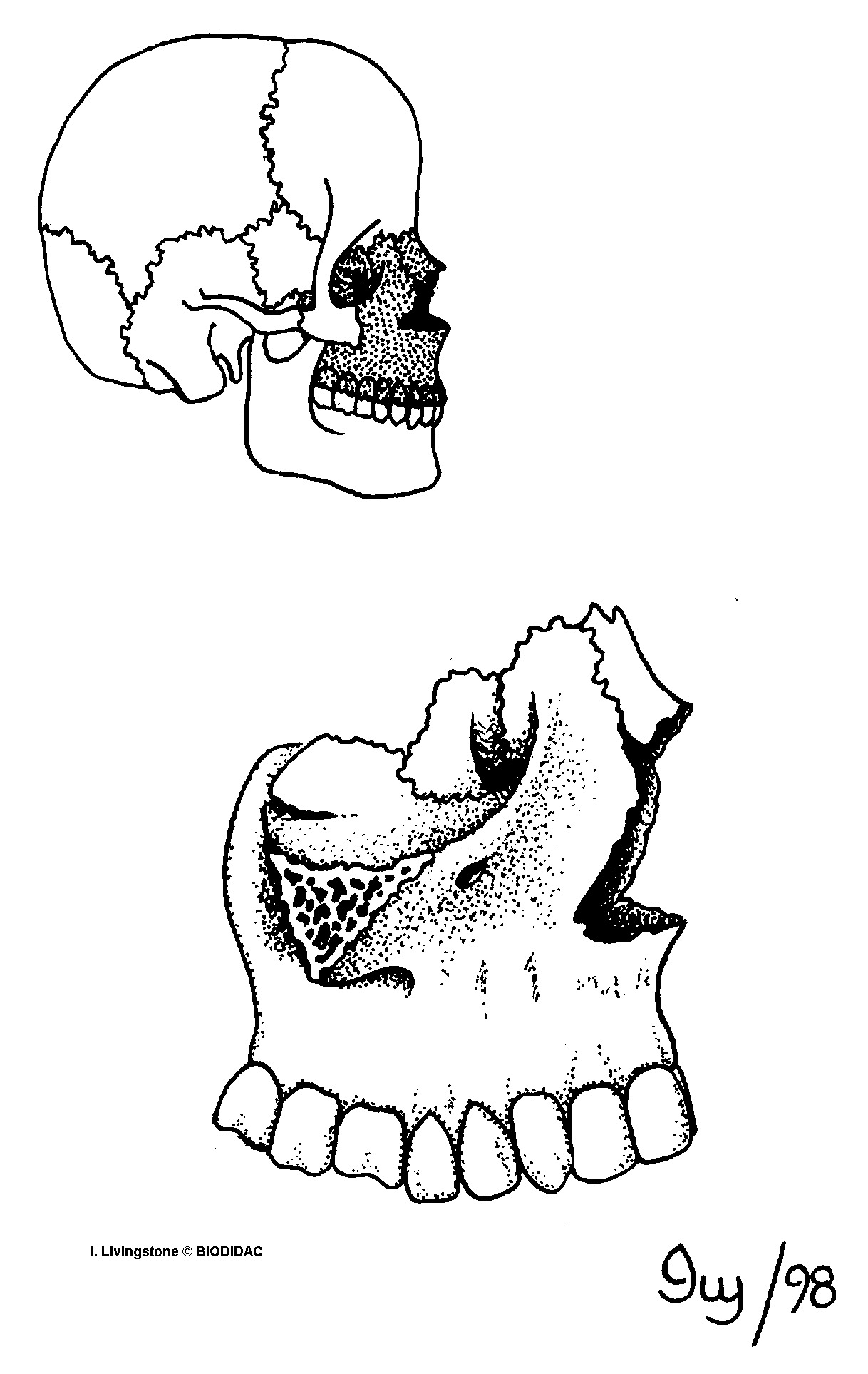 humn181b.gif