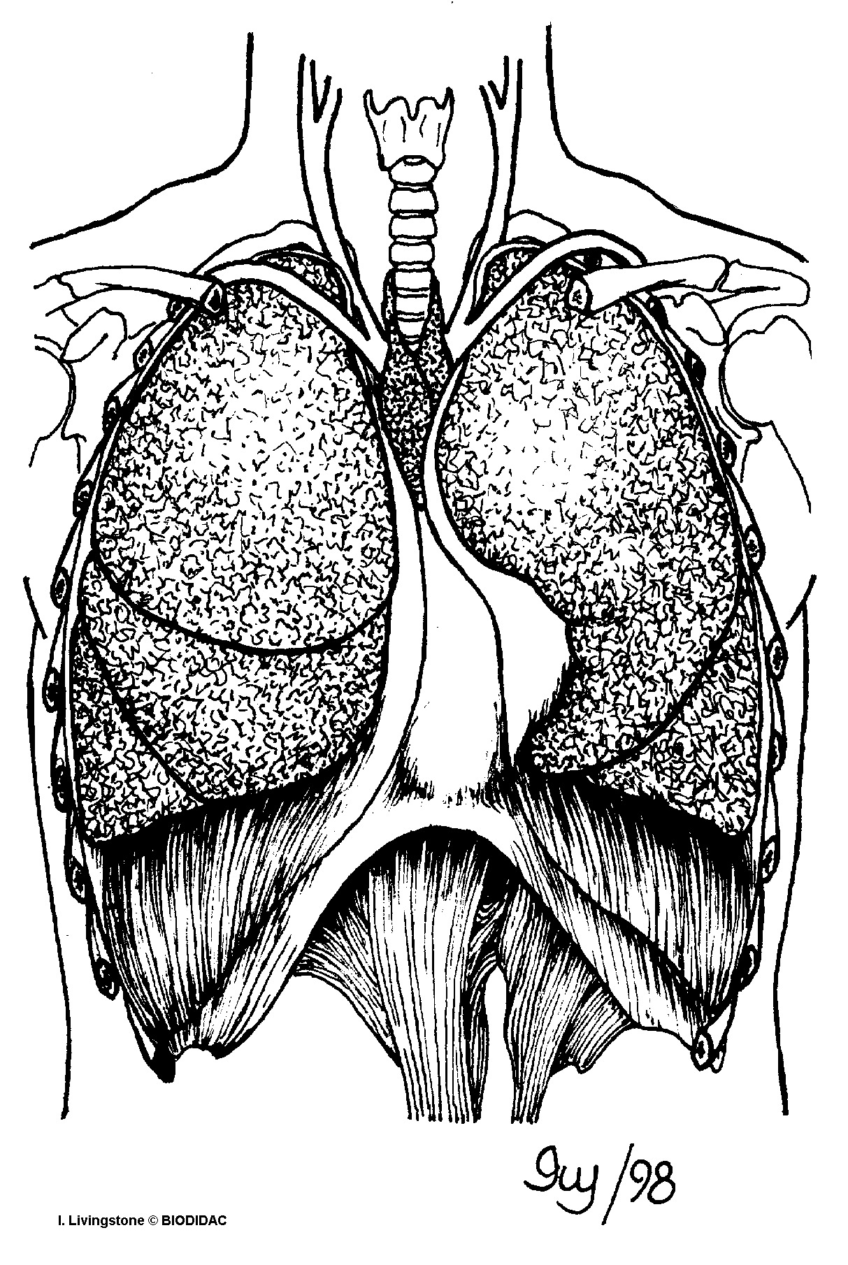 humn167b.gif humn167b.gif