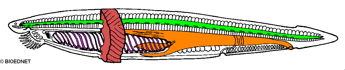 cepl001c.gif cepl001c.gif