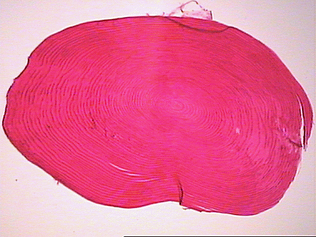 oste029p.jpeg oste029p.jpeg