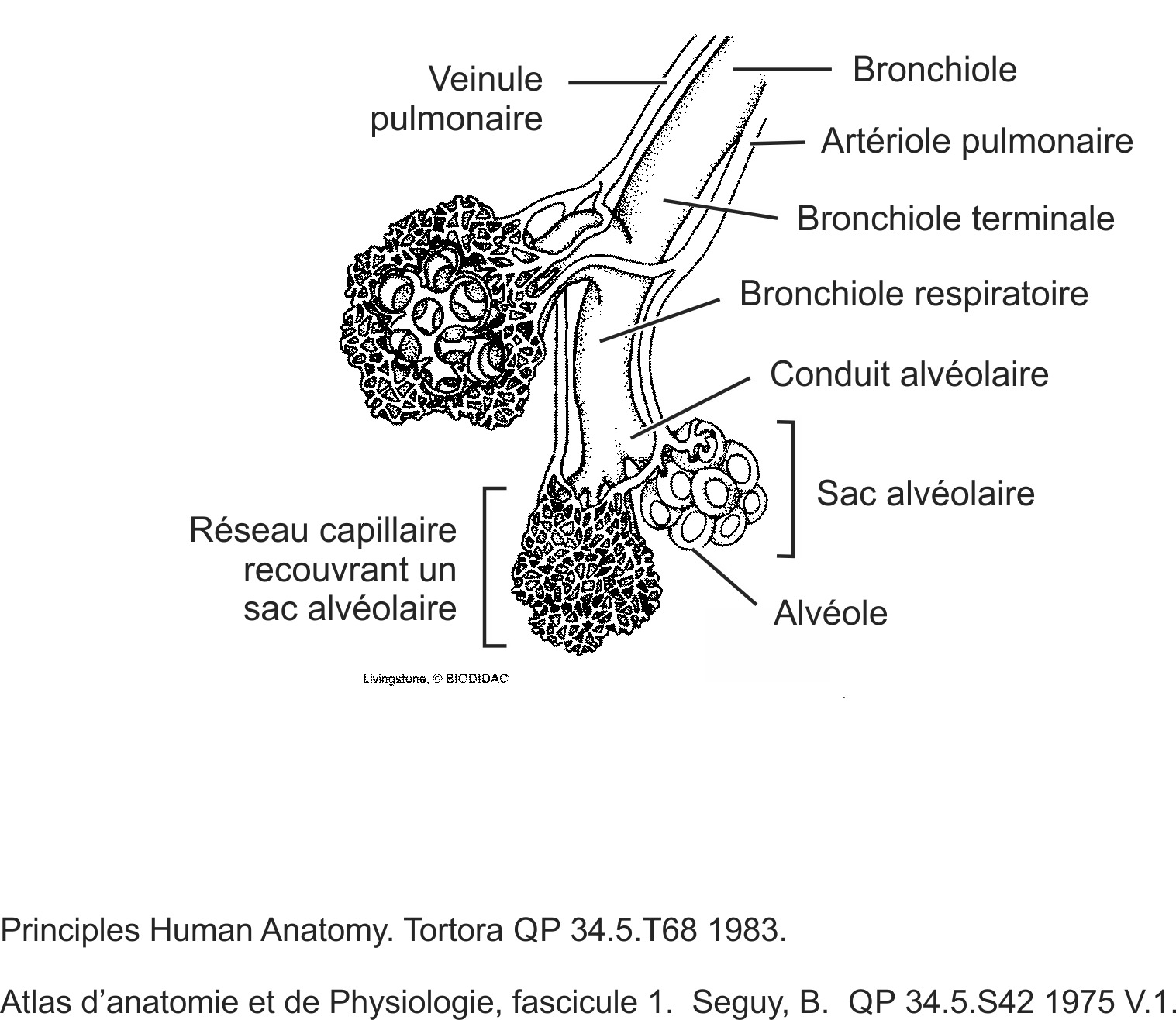 humn084b-FR.png