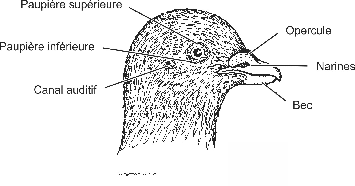 aves013b-FR.png