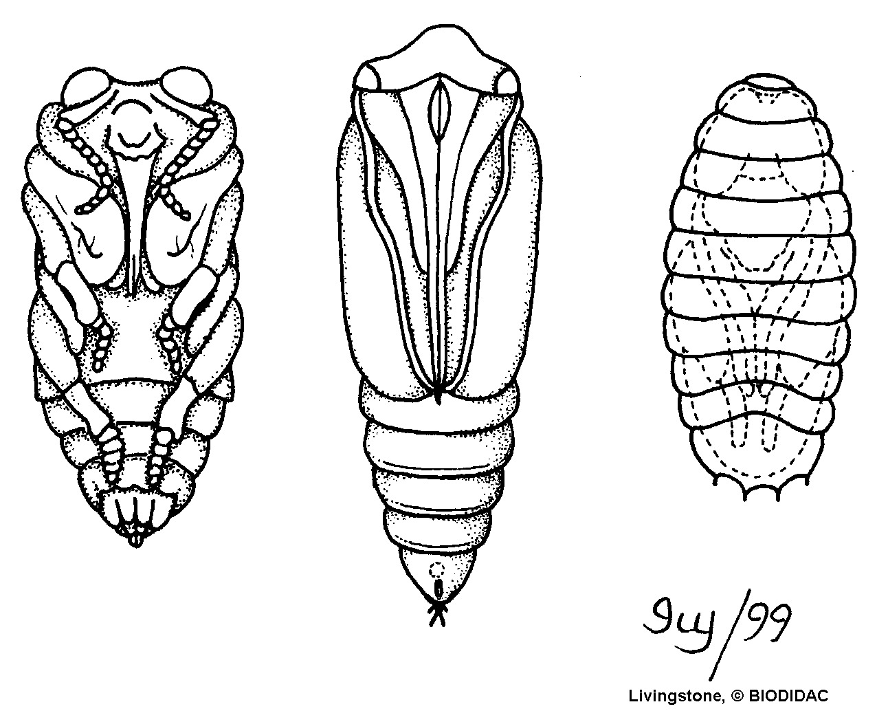 inse128b.gif inse128b.gif